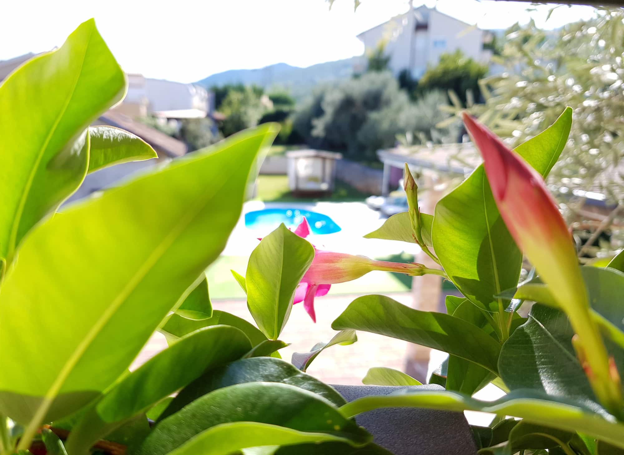 Ferienvilla mit Pool in Kroatien, Grünpflanze